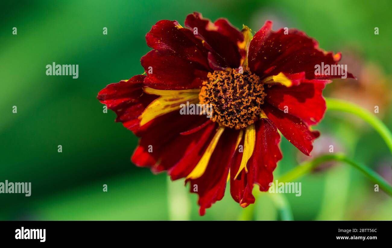 Una macro shot di una roulette coreopsis bloom. Foto Stock