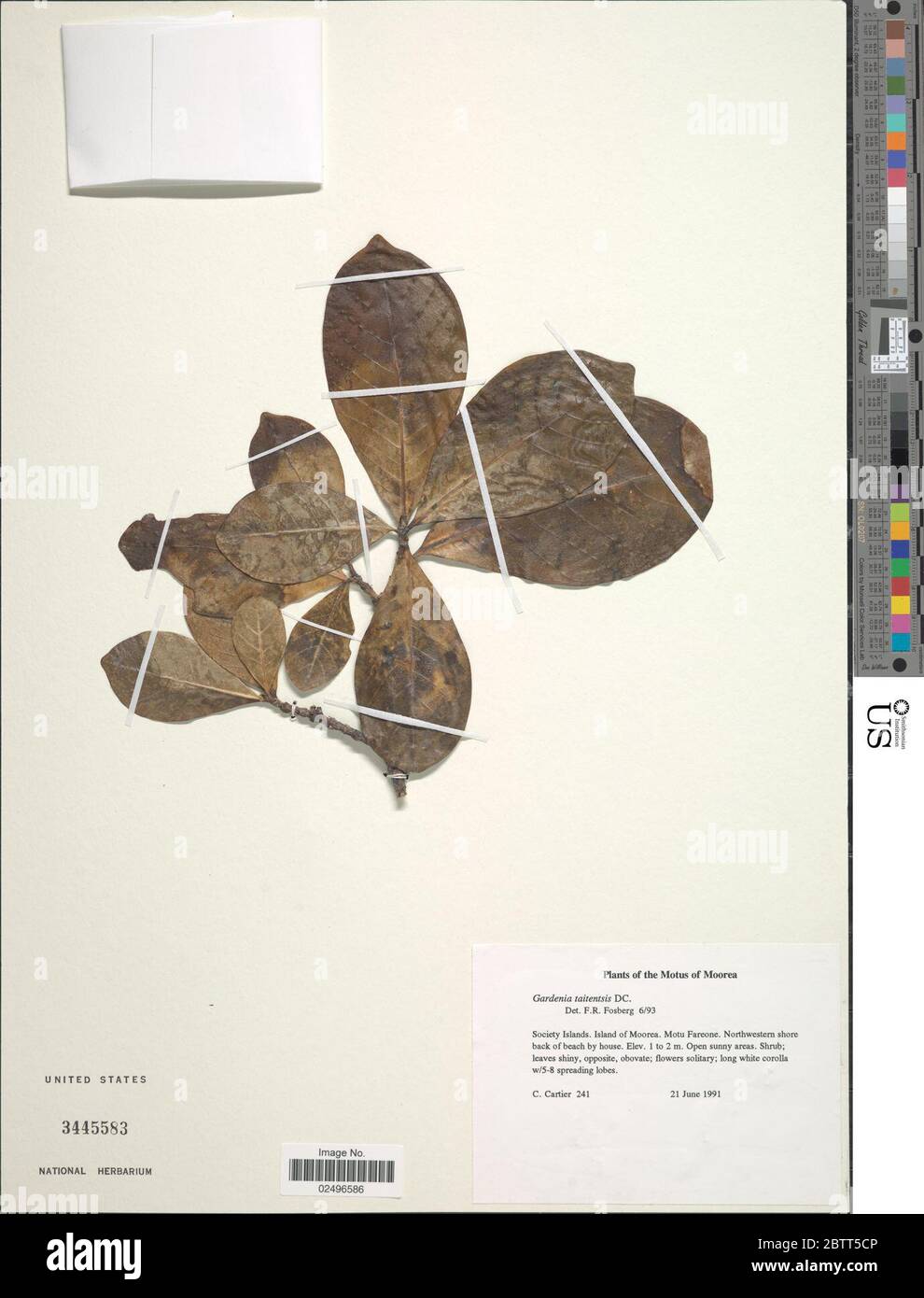 Gardenia taitensis DC. Foto Stock