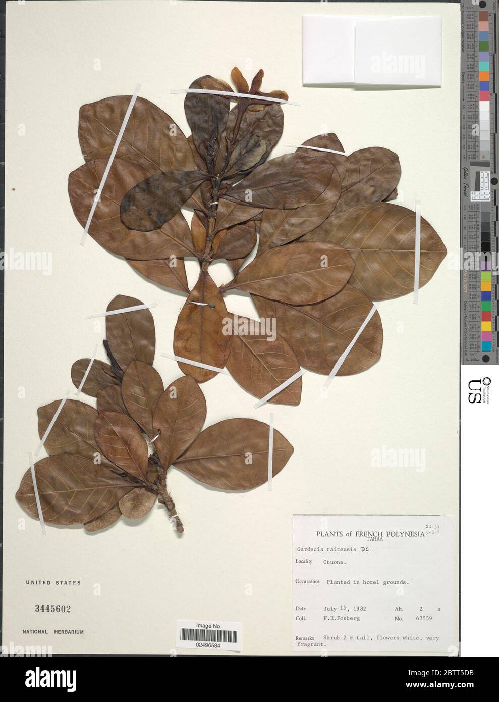 Gardenia taitensis DC. Foto Stock