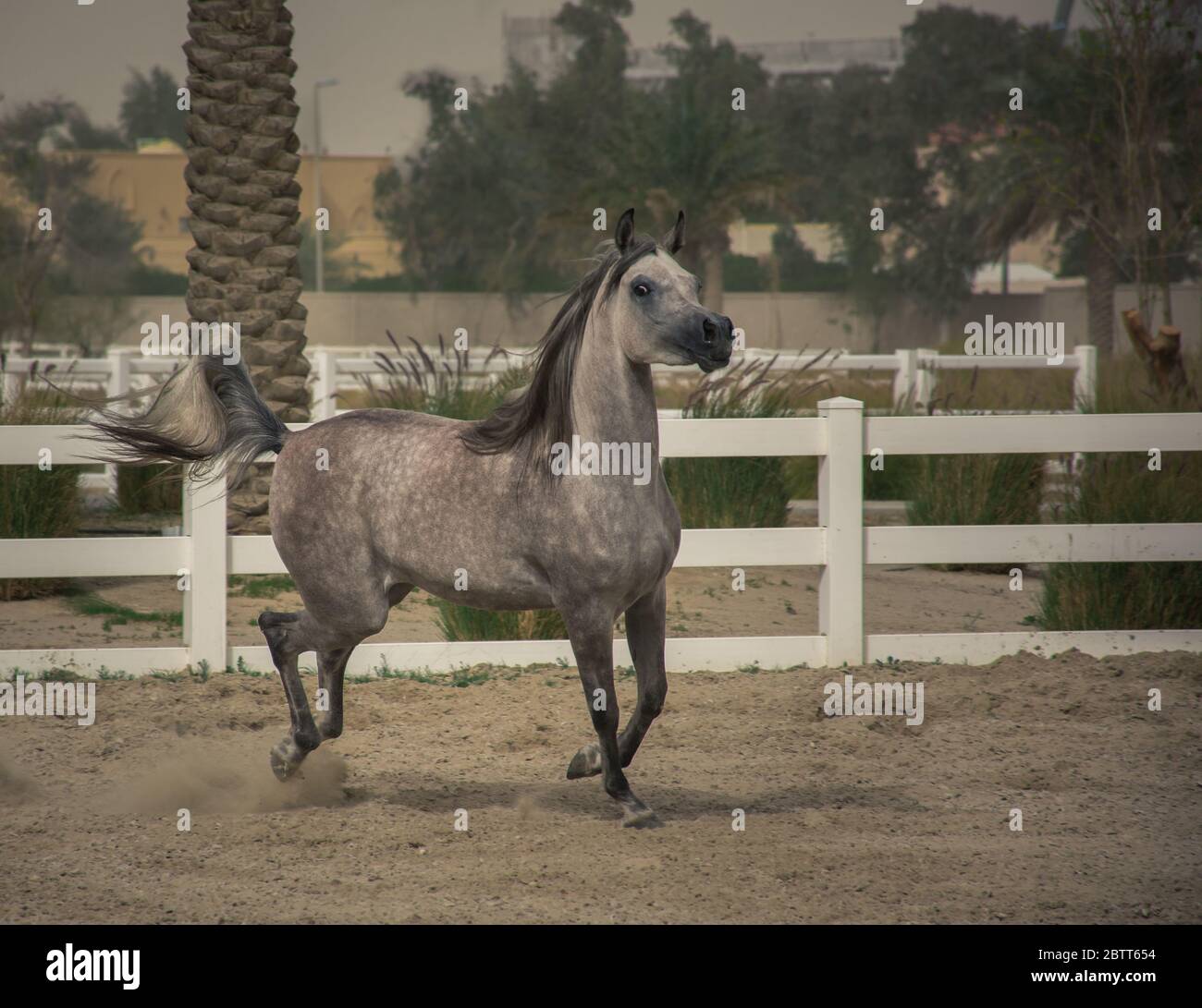 Cavallo arabo grigio corsa e galoppo sul campo di allenamento di Bait al Arab, Kuwait. Foto Stock