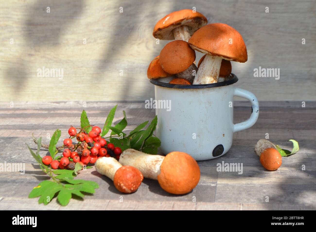 Funghi commestibili di bosco Leccinum scabrum e Boletus edulis. In tazza metallica rustica. Stile rustico. Luce naturale. Foto Stock