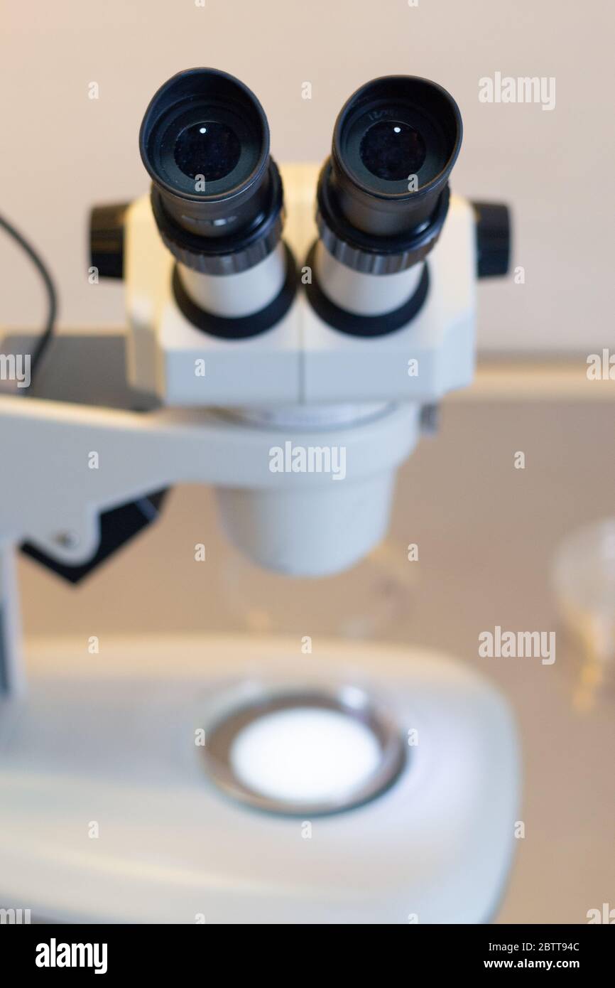 Stereomicroscopio all'interno di un armadio a flusso laminare utilizzato per la coltura di tessuti in capsule di Petri per scopi di ricerca in laboratorio Foto Stock
