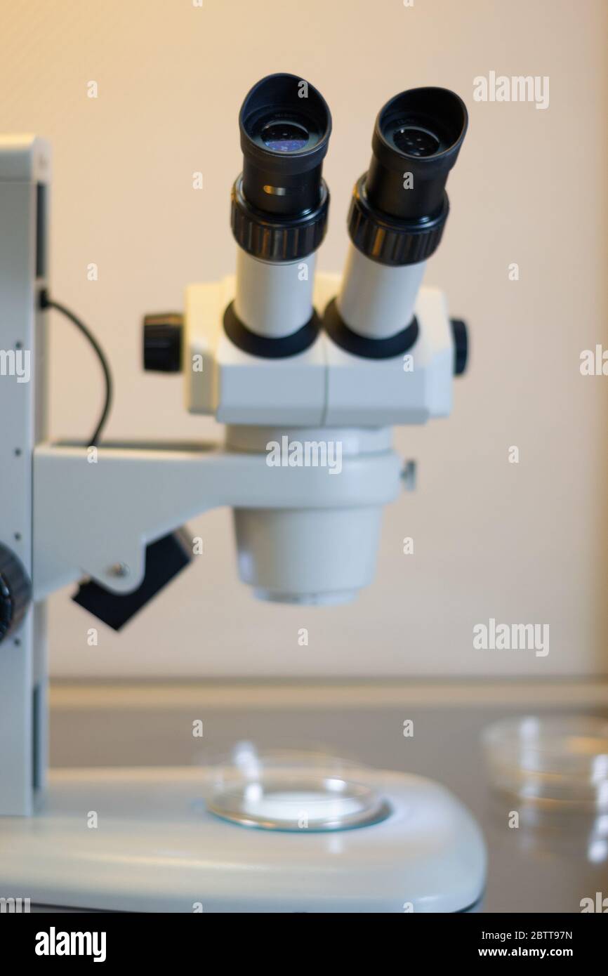 Stereomicroscopio all'interno di un armadio a flusso laminare utilizzato per la coltura di tessuti in capsule di Petri per scopi di ricerca in laboratorio Foto Stock