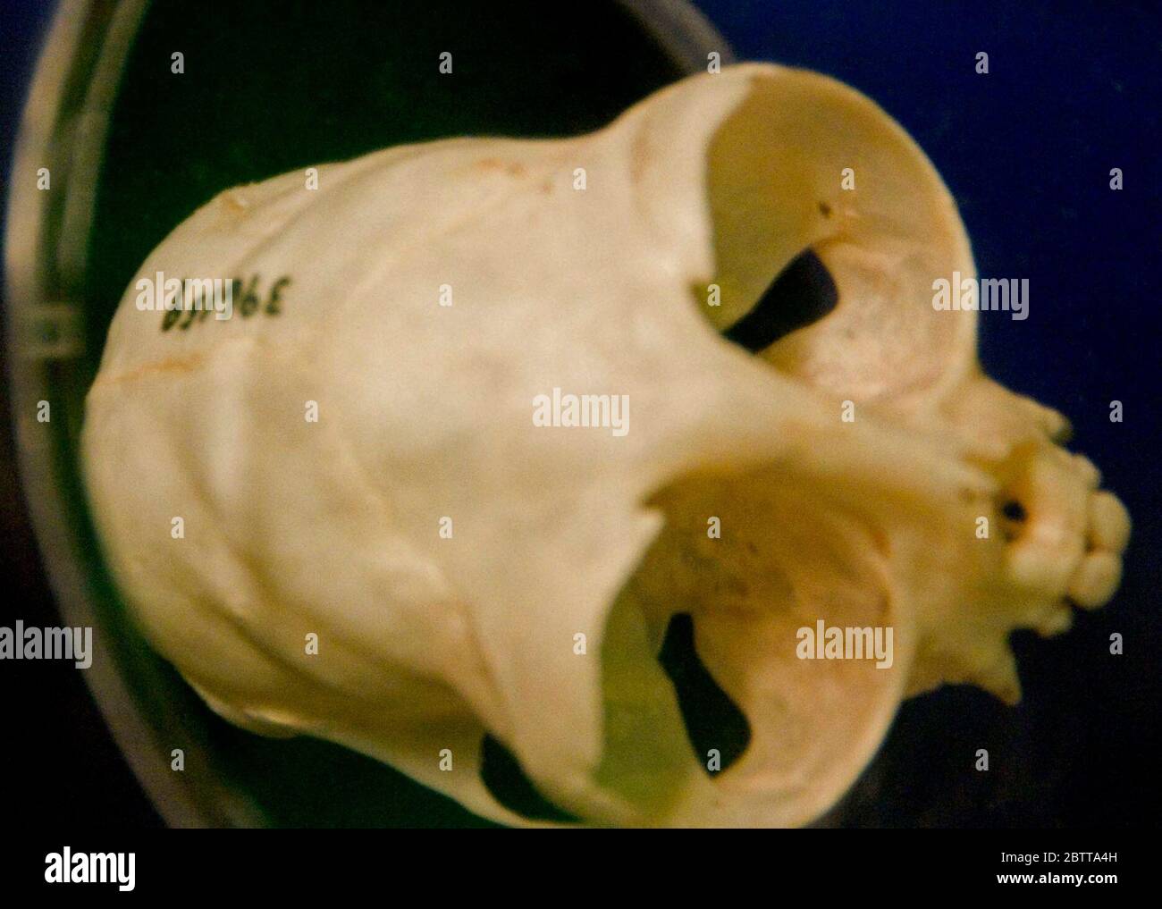 Aotus trivorgatus. 14 Mar 20201 Foto Stock