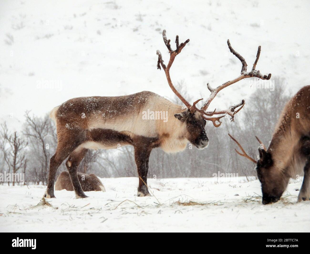 Das Ren oder rentier (Rangifer tarandus) ist eine Säugetierart aus der Familie der Hirsche (Cervidae). Foto Stock