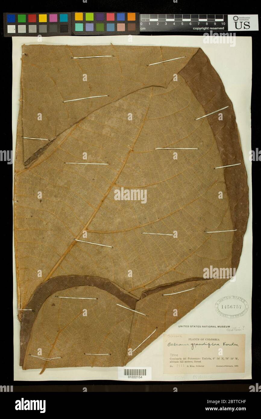 Conoscenza dell'ocroma grandiflorum. Foto Stock