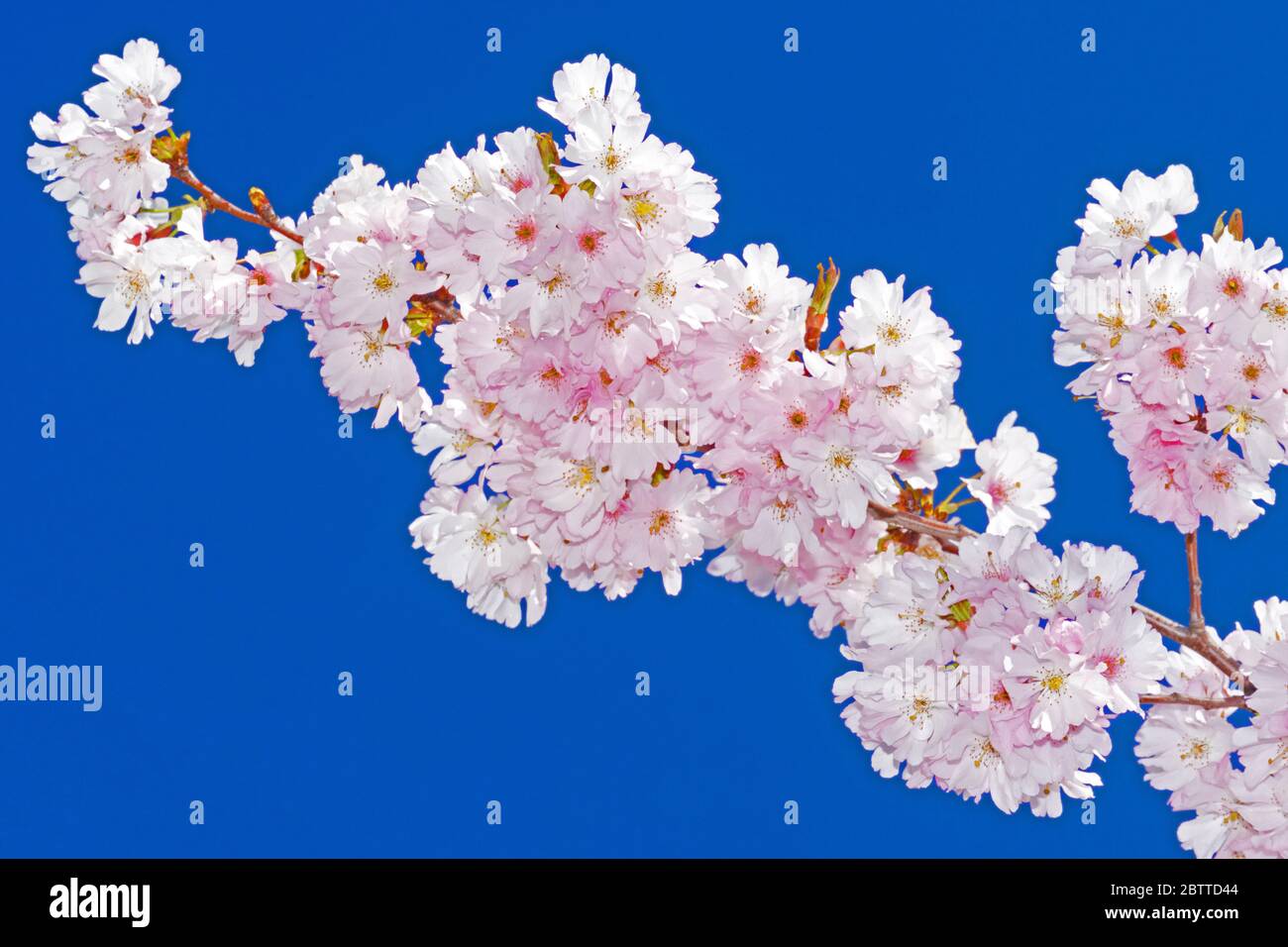 Prunus argentii accolade, Bergkirsche, japanische Blütenkirsche, Foto Stock