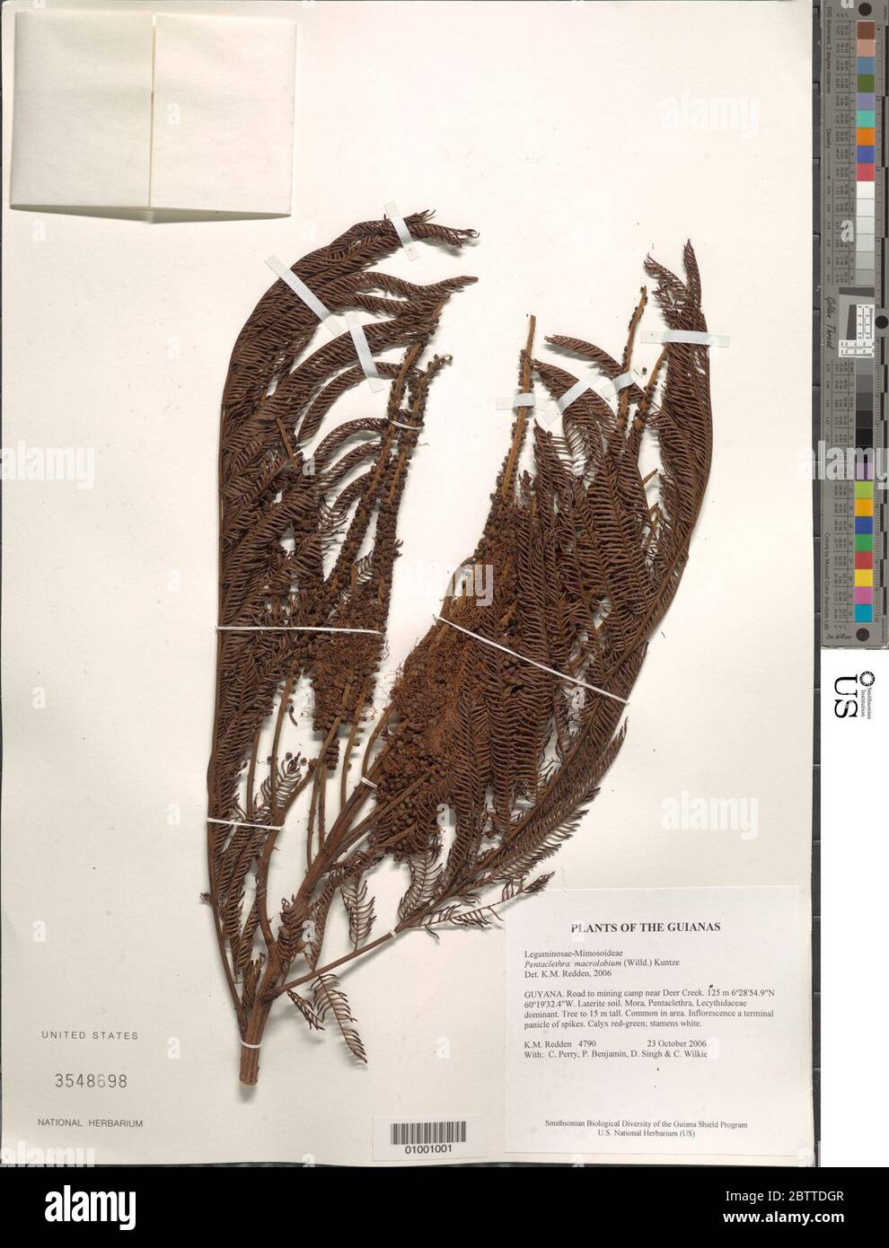 Pentaclethra macroloba Willd Kuntze. Foto Stock