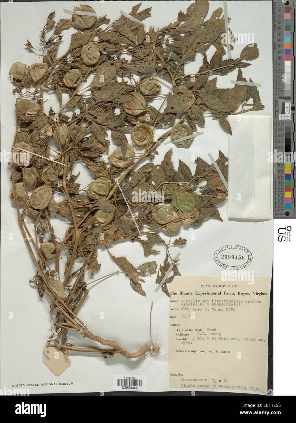 Physalis sp. Foto Stock