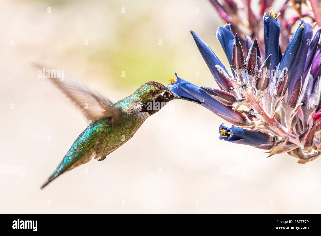 Primo piano di un nettare da bere di un uccello della famiglia degli Hummingbird maschio di Anna da una pianta di Coerulea Puya in fiore; area della baia di San Francisco, California Foto Stock