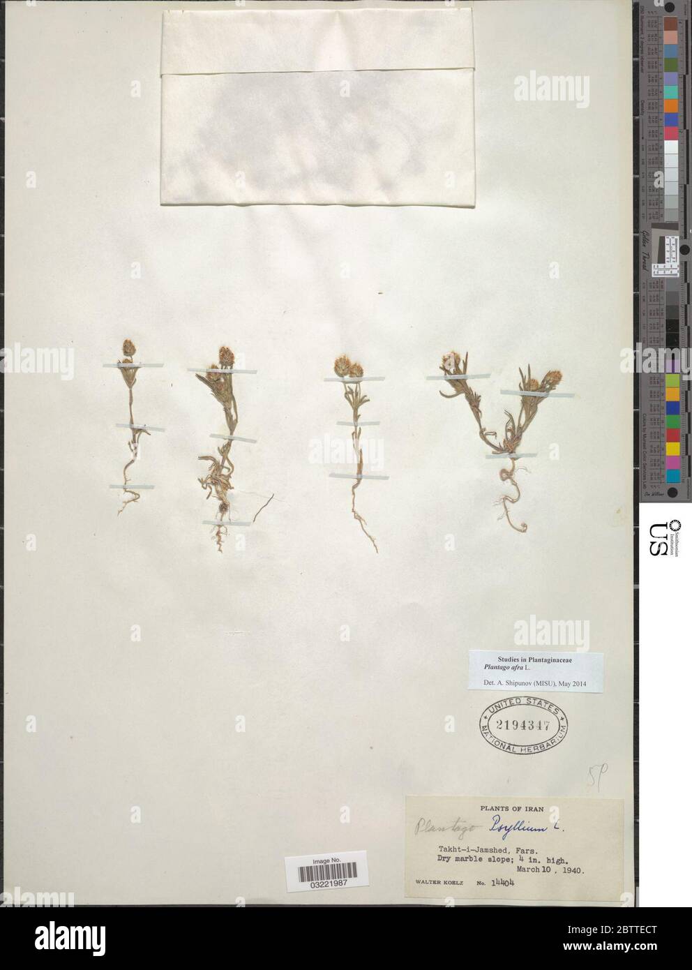 Plantago afra L. Foto Stock