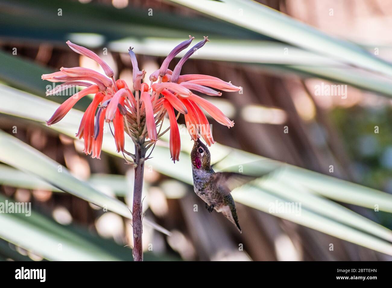 Piccolo di Anna Hummingbird bere il nettare da un fiore di aloe, San Francisco Bay Area, California Foto Stock