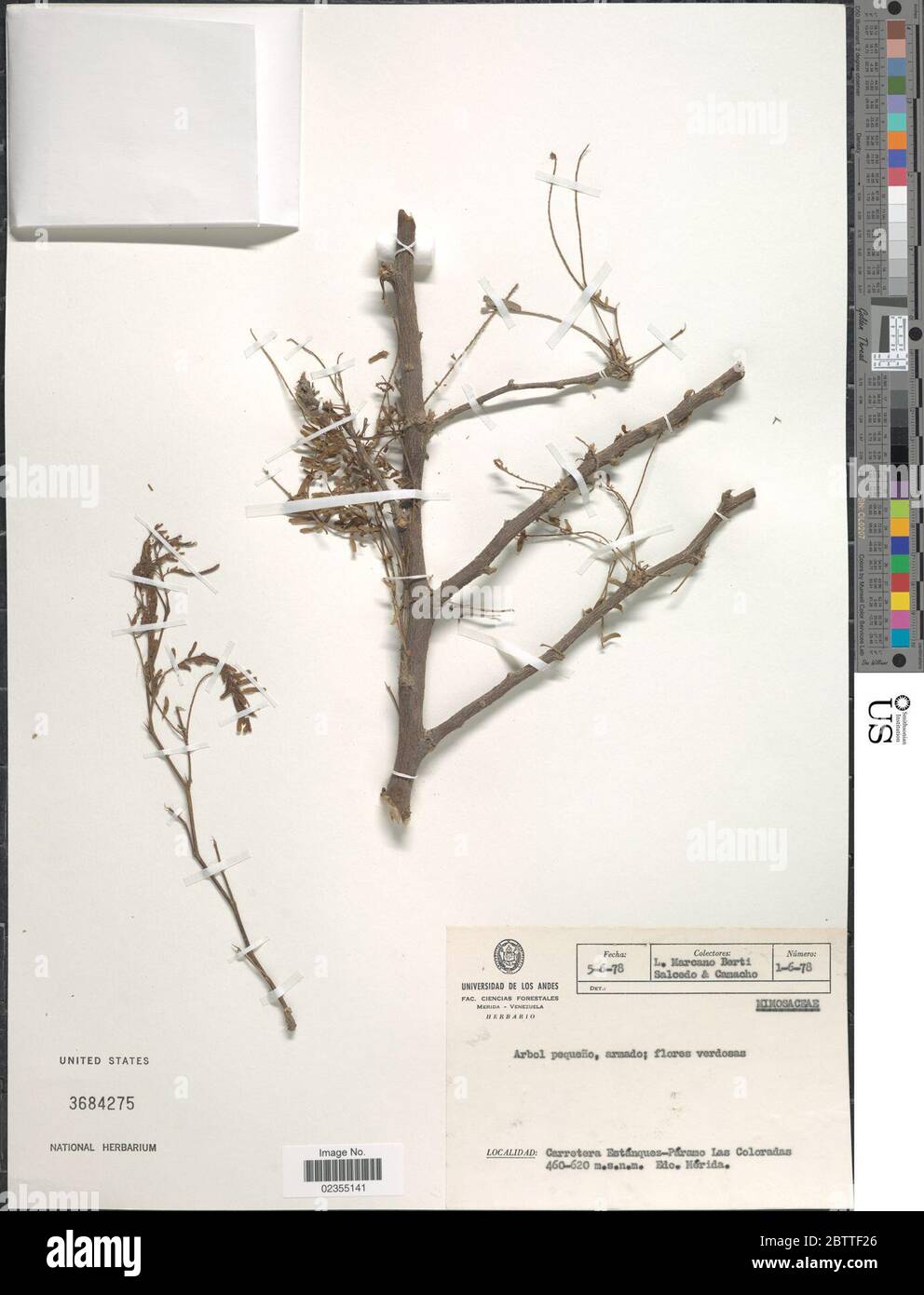 Prosopis juliflora SW DC. Foto Stock