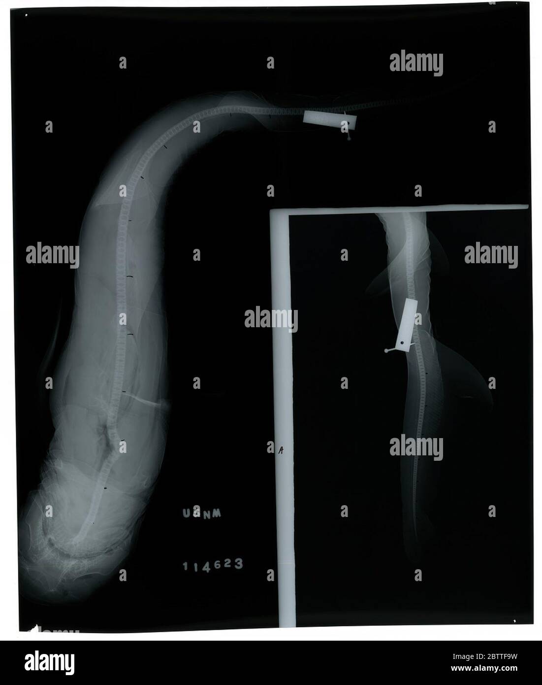 Carcharhinus amblyrhynchos. 24 Ott 20184 Foto Stock