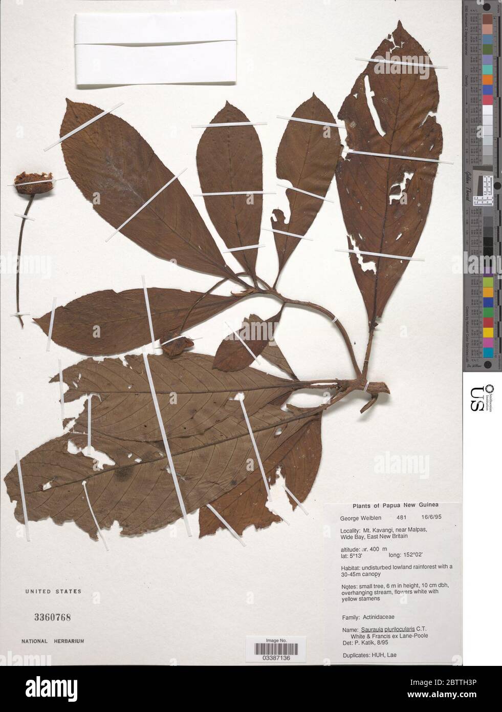 Saurauia plurilocularis CT White WD Francis ex LanePoole. Foto Stock