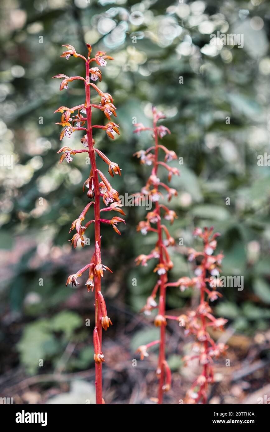 Corallota maculata (Corallorhiza maculata) fiorente nelle foreste dei Monti di Santa Cruz, California Foto Stock