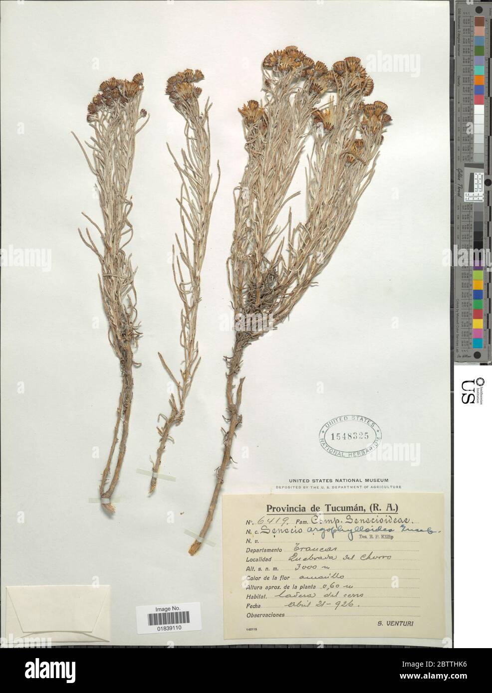 Senecio argofilloides Griseb. Foto Stock