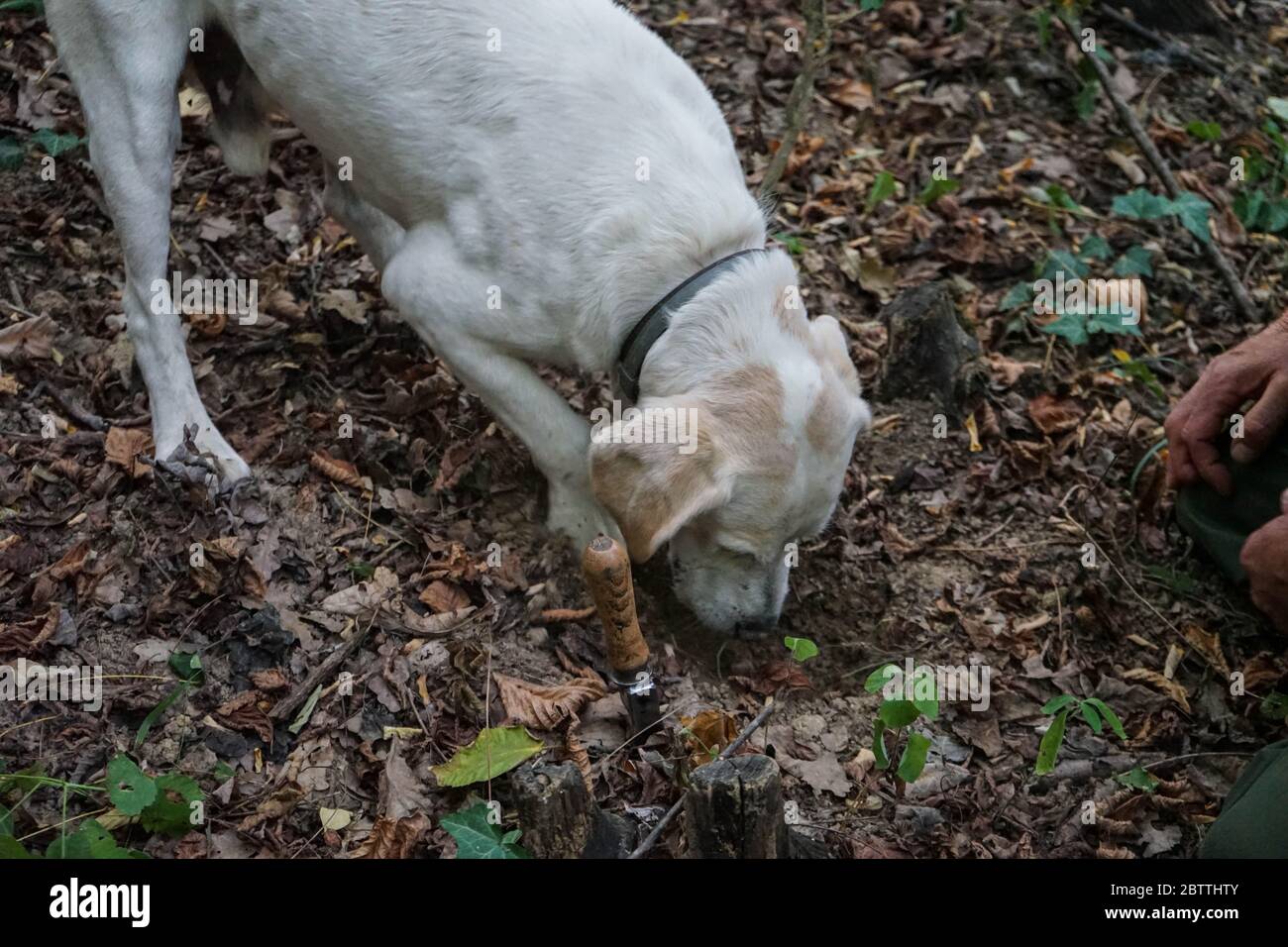 Rocky: cane per la ricerca di tartufi, La Morra - Italia Foto Stock