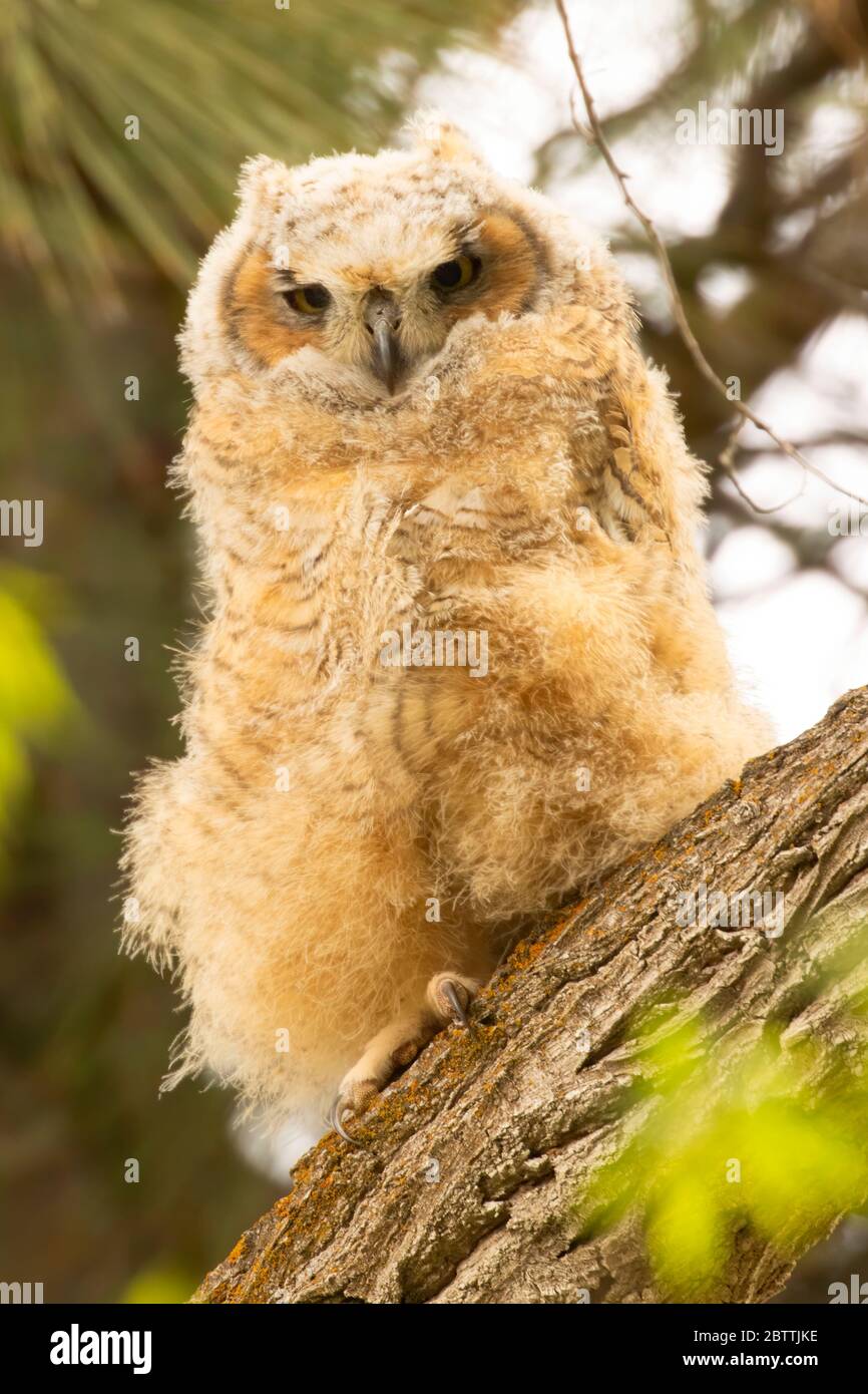 Grande gufo cornato (Buzo virginianus) pulcino, Malheur National Wildlife Refuge, Oregon Foto Stock