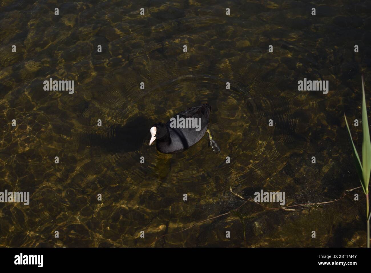 Anatra nuotare in un lago in Svizzera Foto Stock