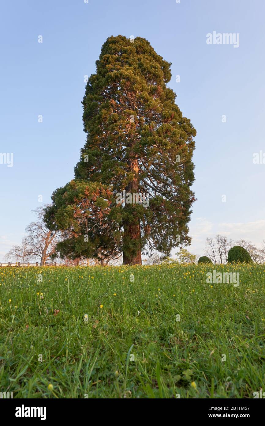 Il grande albero di montagna (Sequoiadendron giganteum) si illumina di arancione alla luce del mattino presto. Prospettiva profonda, ampio angleStoccarda, Germania Foto Stock