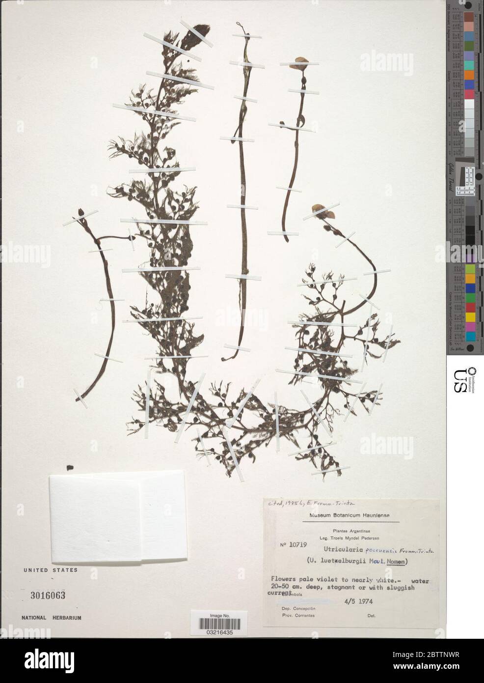 Utricularia poconensis Fromm. Foto Stock