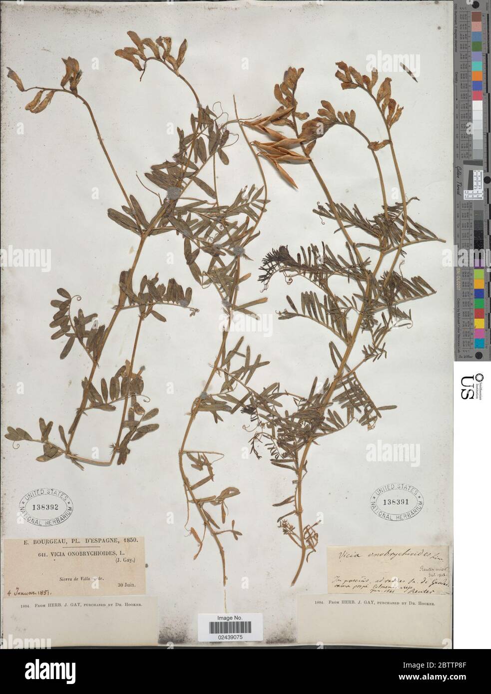 Vicia onobrychioides L. Foto Stock