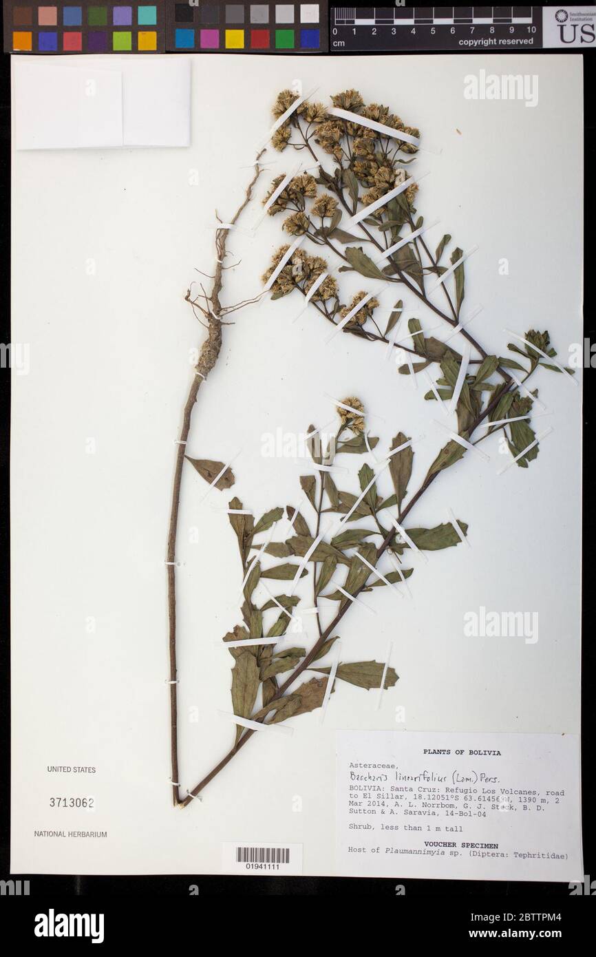 Lam. Baccharis linearifolia pers. 14 Mar 20181 Foto Stock
