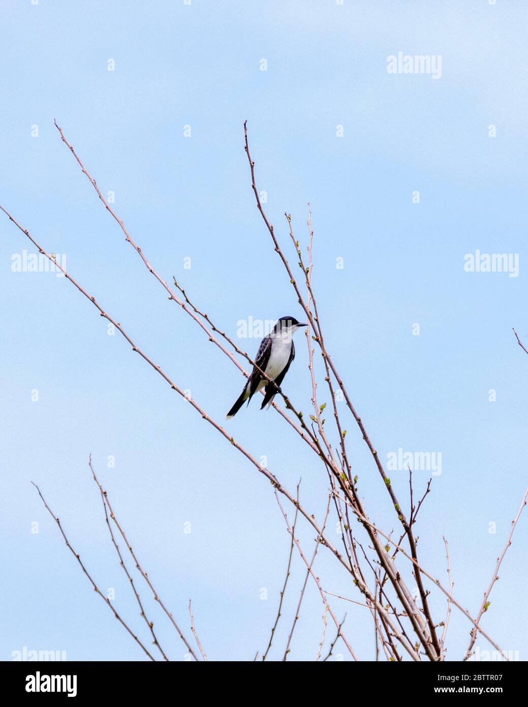 Un Kingbird orientale si siede in alto in un albero in primavera sul bordo di un prato. Le foglie sull'albero stanno cominciando appena a germogliare. Foto Stock