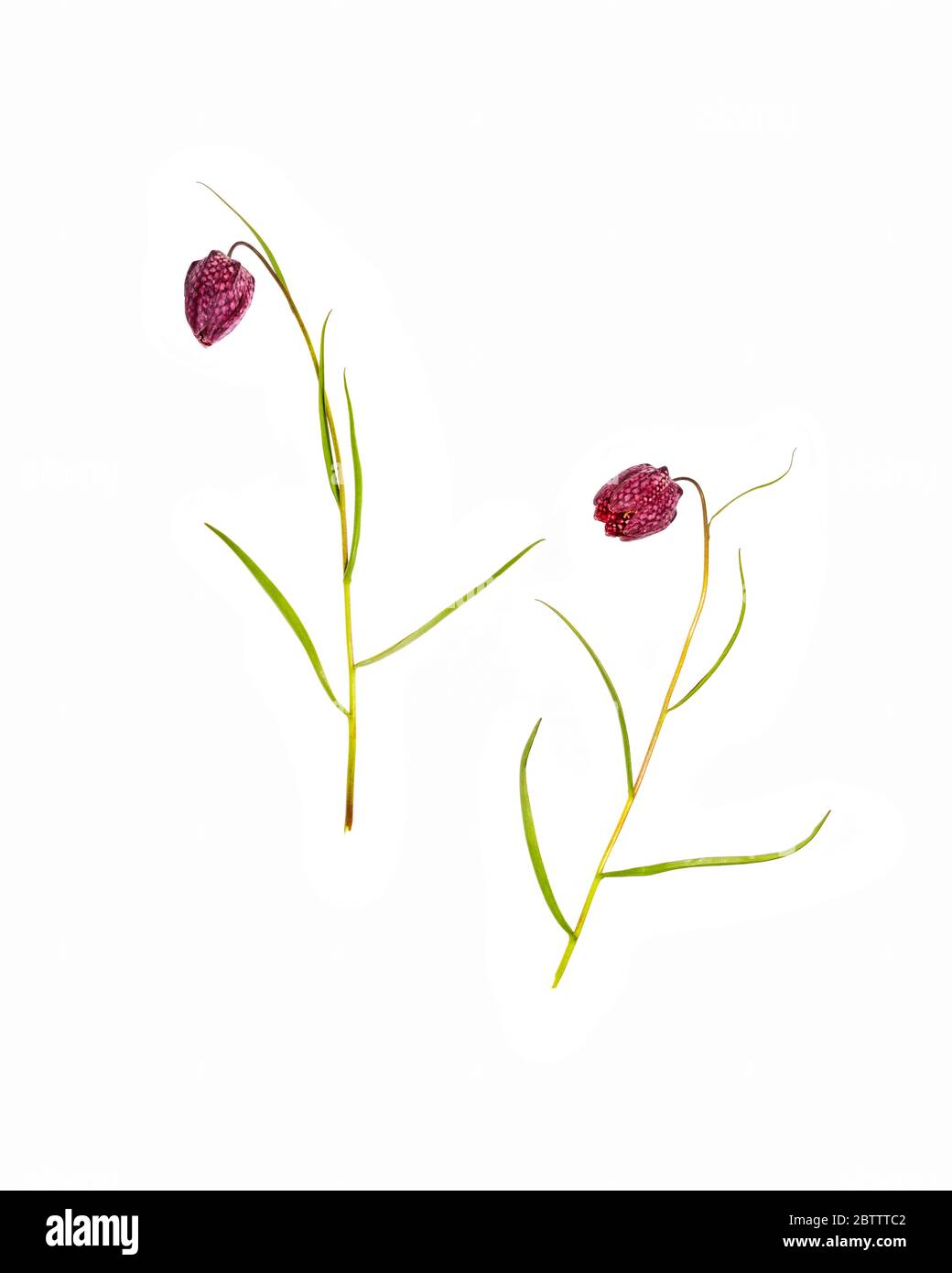 Testa di serpente o giglio scacchierato (Fritillaria meleagris) su sfondo bianco Foto Stock