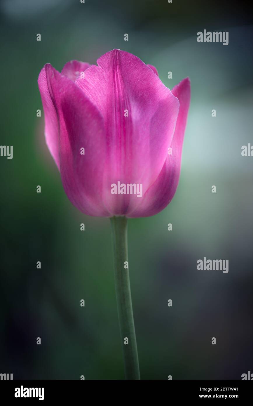 Tulipano rosa con sfondo intenzionalmente sfocato Foto Stock