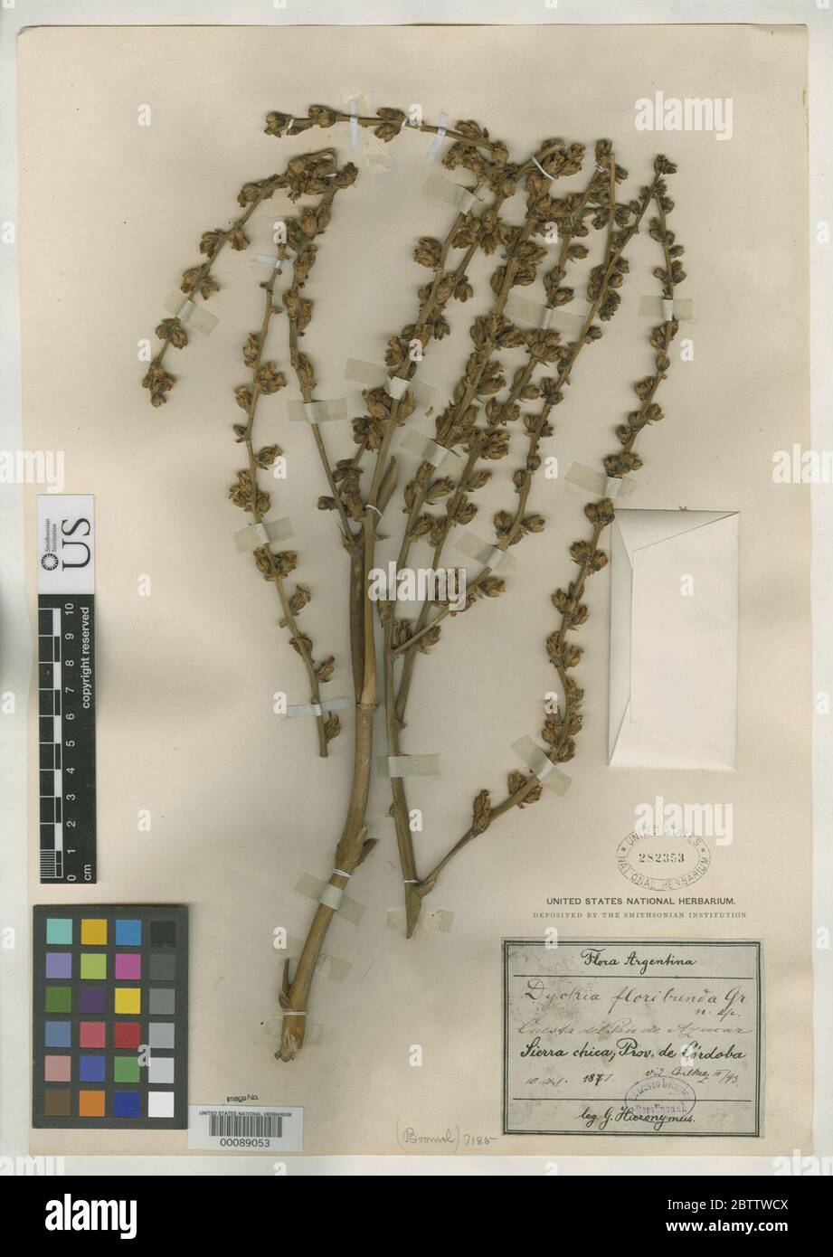 Dyckia floribunda Griseb. Foto Stock