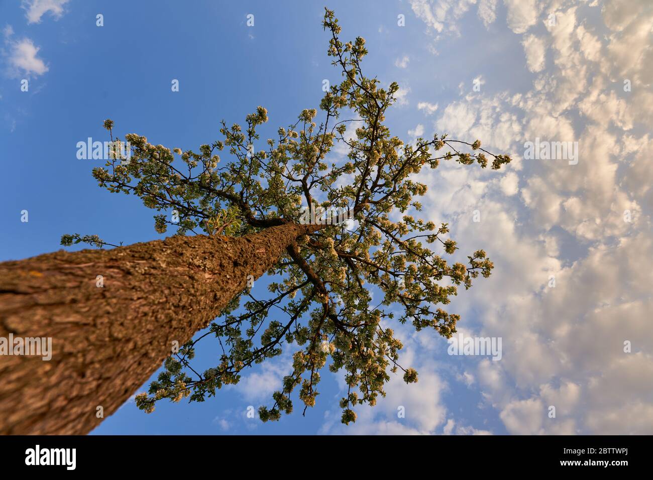 Il piccolo albero di mela splende nella luce della primavera sera, i fiori brillano in una bella tonalità arancio Foto Stock