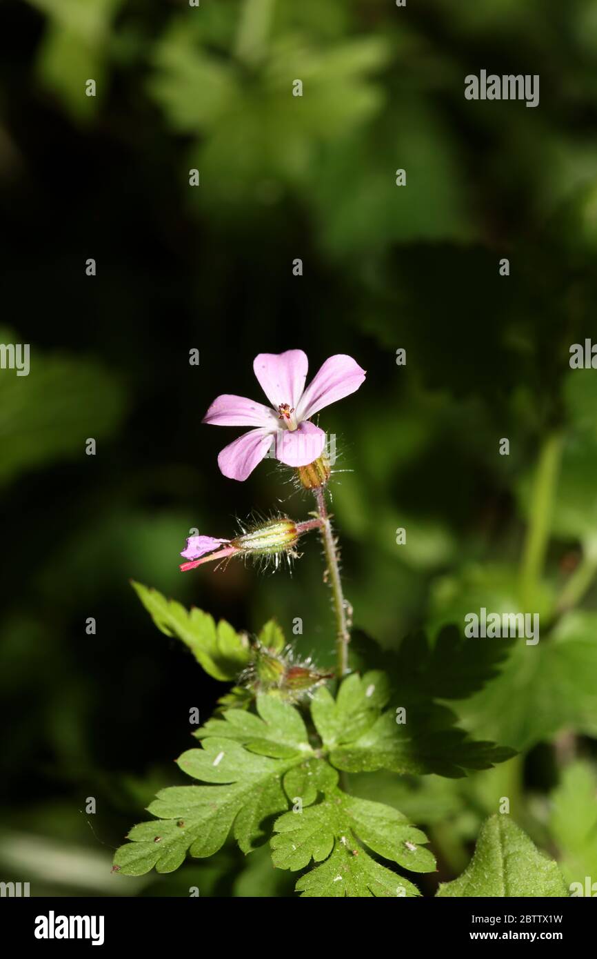 Violetto selvaggio fiore geranio robertianum famiglia geraniaceae moderno libro botanico di alta qualità di stampa Foto Stock