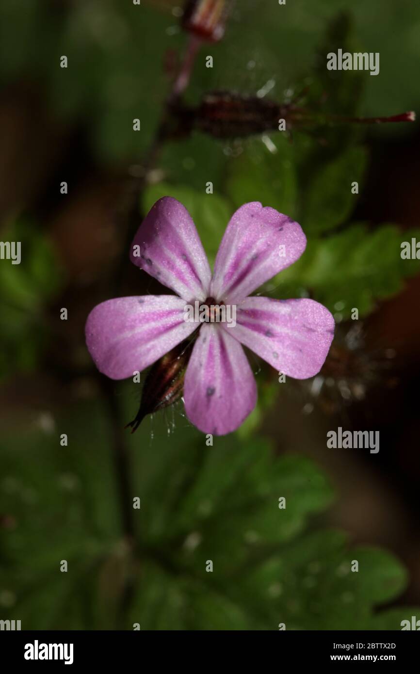 Violetto selvaggio fiore geranio robertianum famiglia geraniaceae moderno libro botanico di alta qualità di stampa Foto Stock