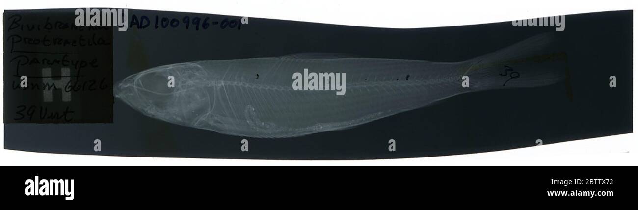 Bivibranchia protractila Eigenmann. La radiografia è di tipo paratipico; la Divisione dei pesci Smithsonian NMNH utilizza la convenzione di mantenere il nome originale della specie per i campioni di tipo designati al momento della descrizione. Il nome attualmente accettato per questa specie è Bivibranchia fowler.24 Oct 20181 Foto Stock