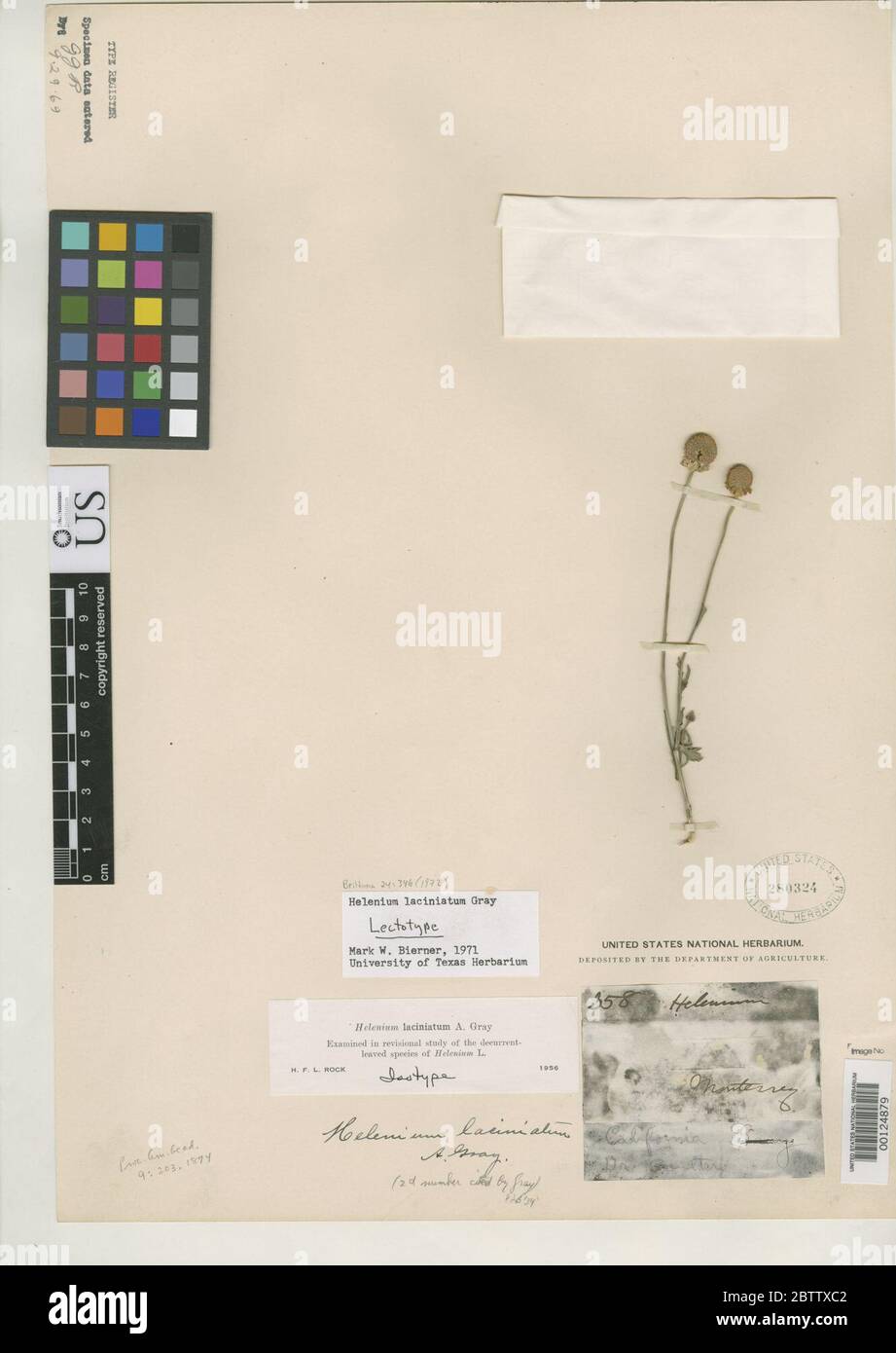 Helenium laciniatum A Grigio. Foto Stock