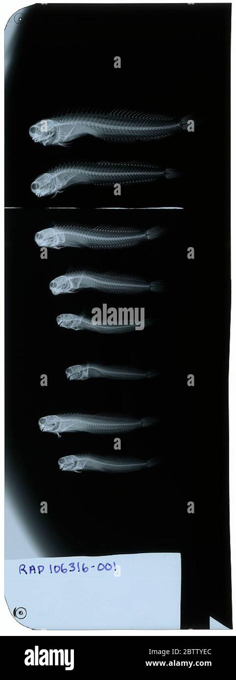 Blenniella interrupta. 24 Ott 20181 Foto Stock
