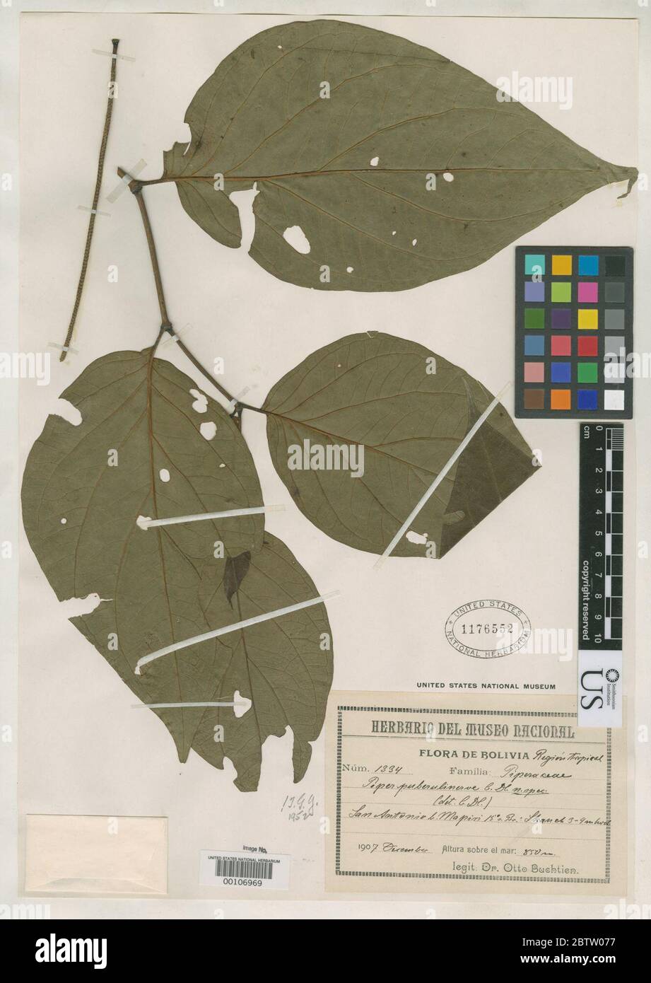 Piper puberulinerva C DC. Foto Stock