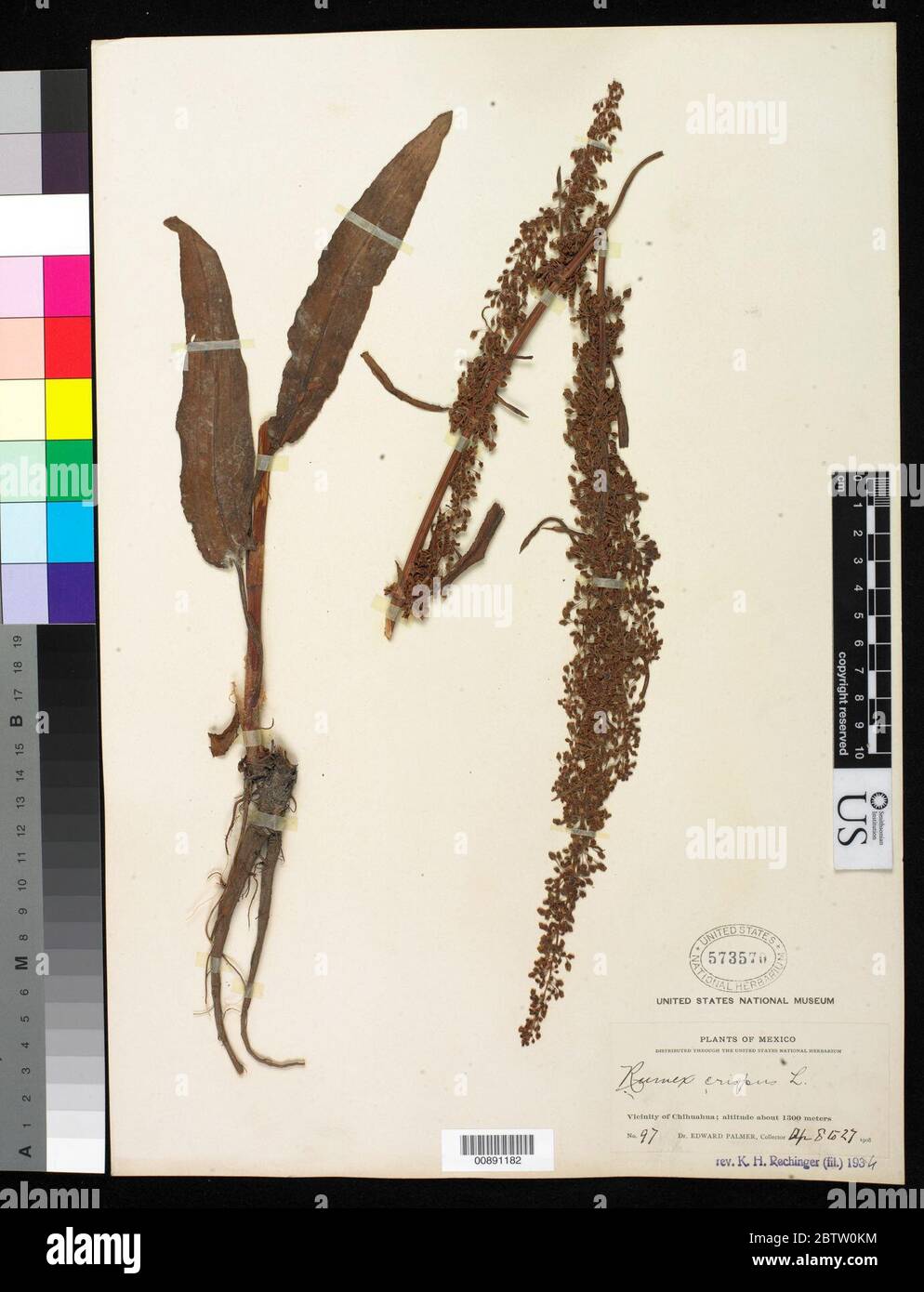 Rumex Crispus L. Foto Stock