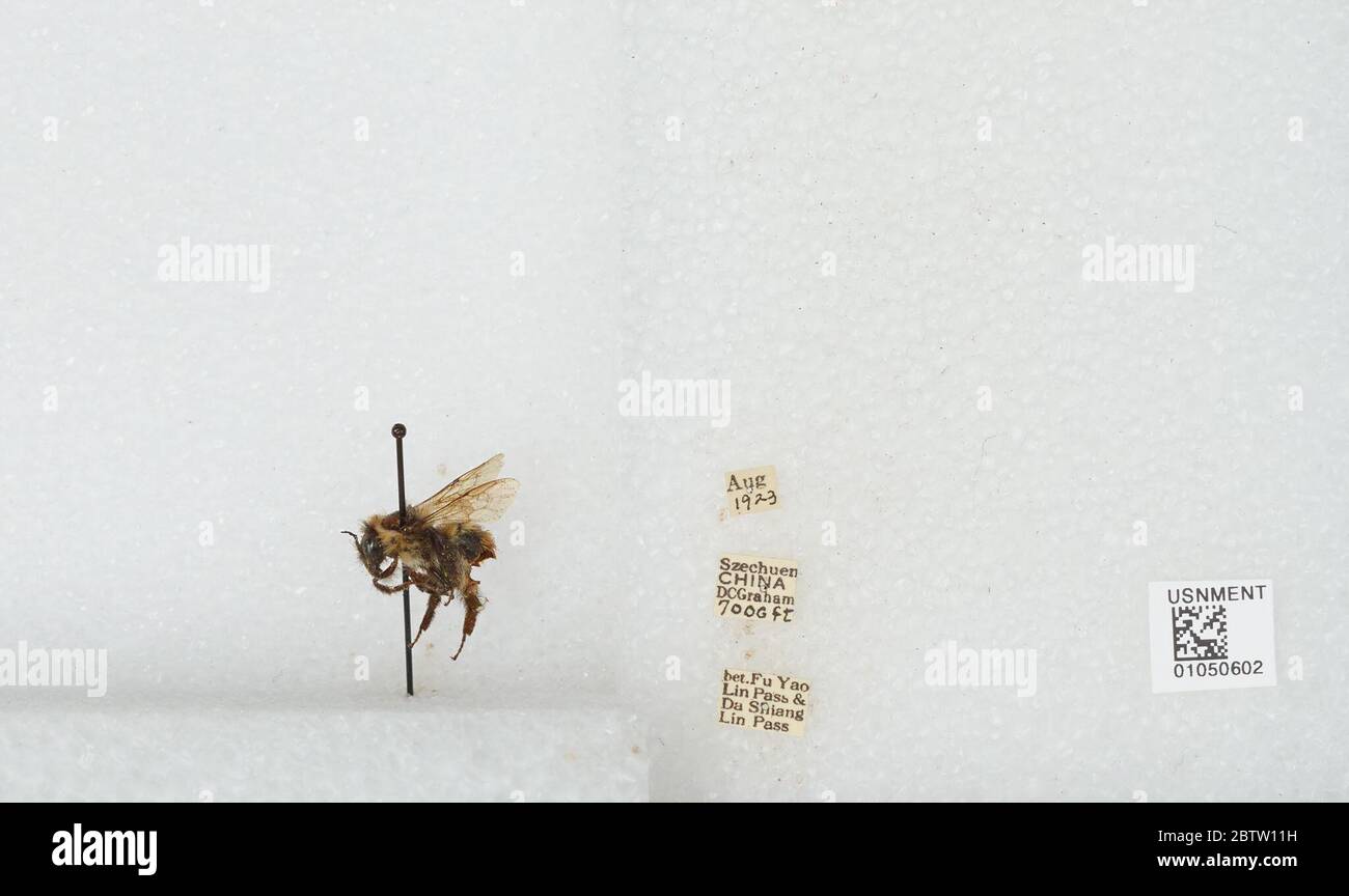 Bombus non identificato. Trascritto da volontari digitali17 aprile 20171 Foto Stock