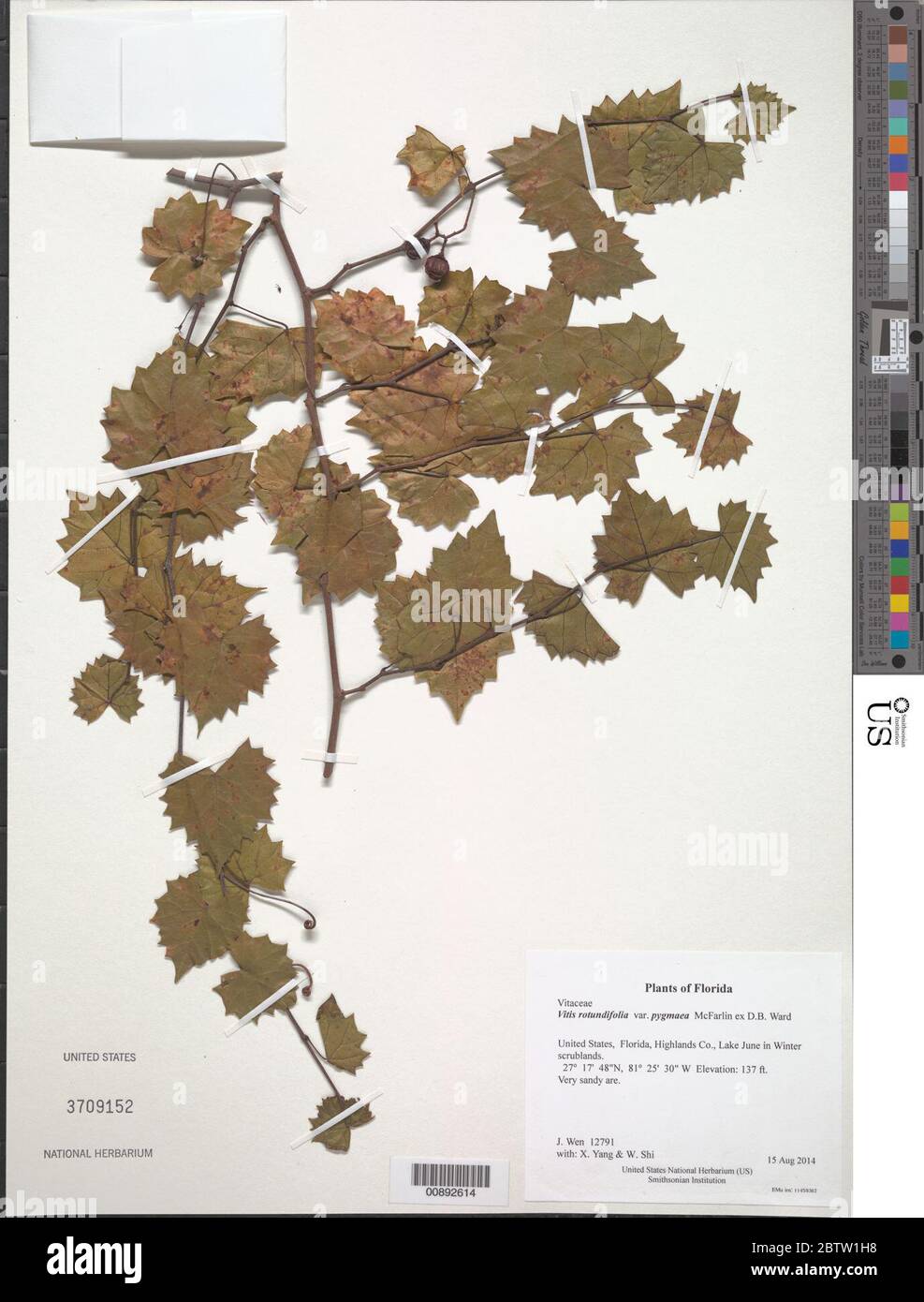 Vitis rotundifolia var pygmaea McFarlin ex DB Ward. Foto Stock