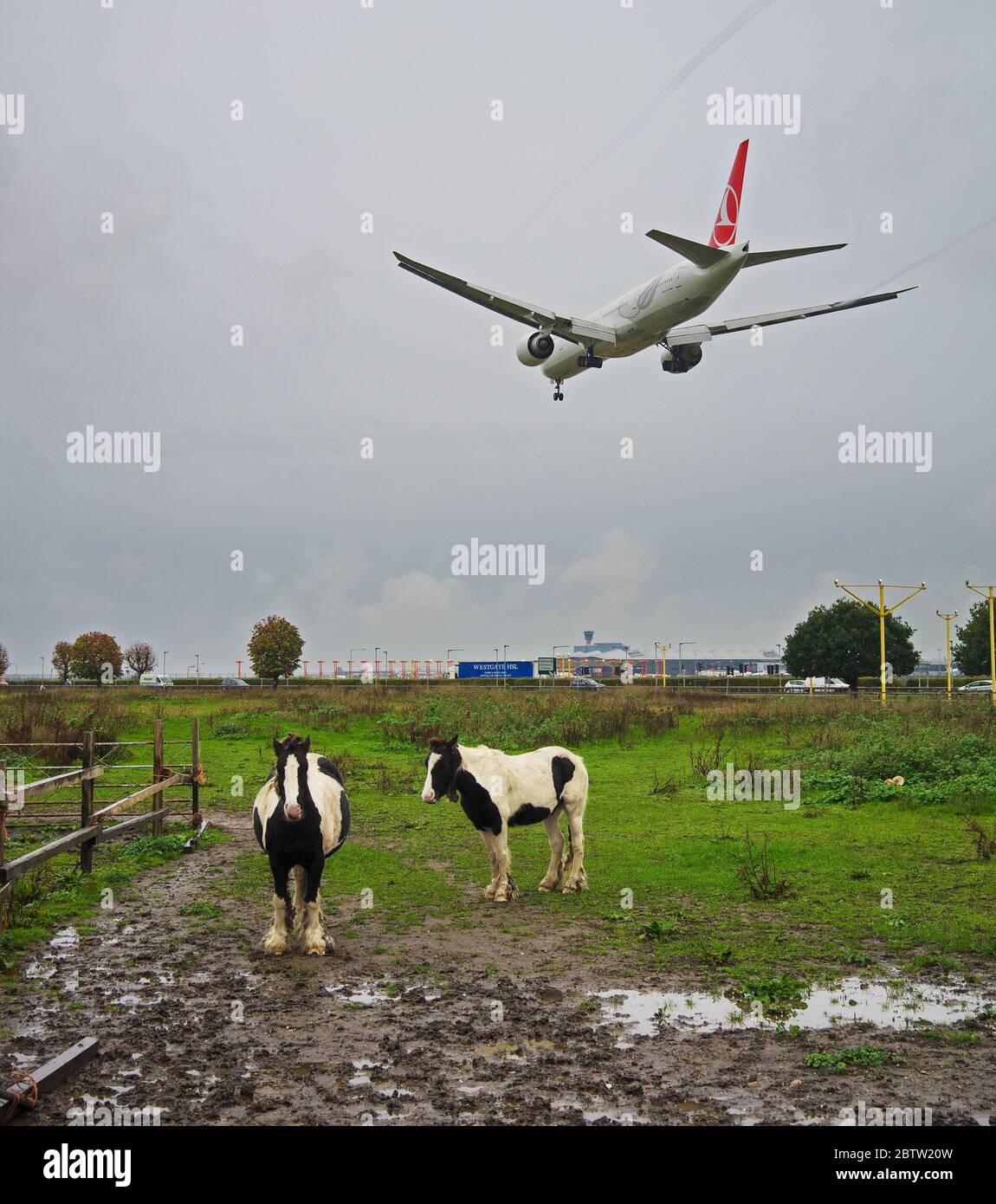 Turkish Airlines Boeing 777 atterra all'aeroporto di Heathrow in una giornata nuvolosa con 2 cavalli in primo piano in un campo. Londra Foto Stock