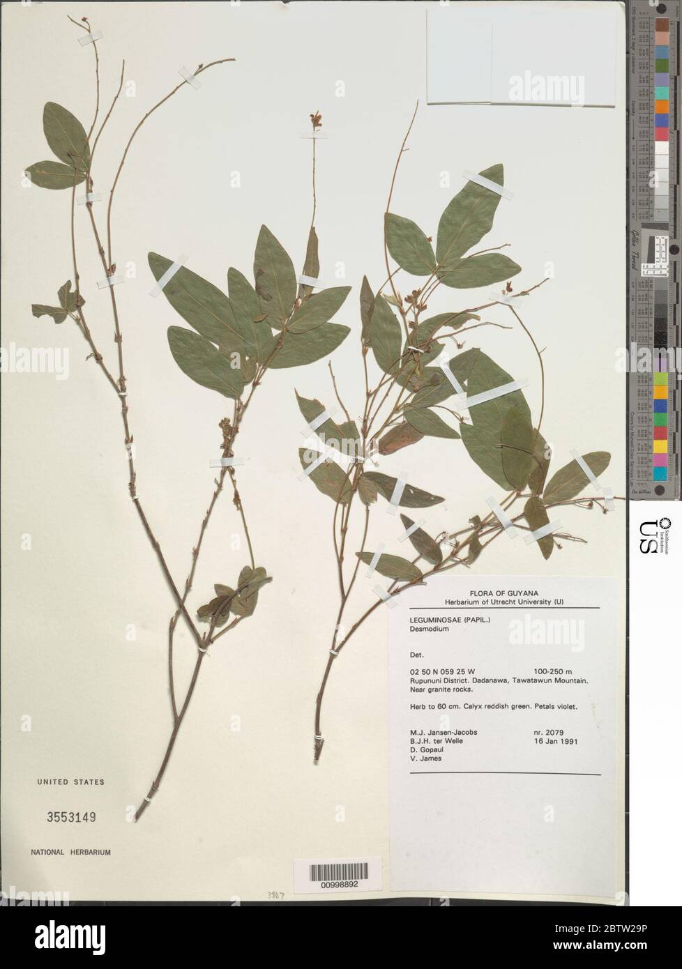 DESMODIUM sp. Foto Stock