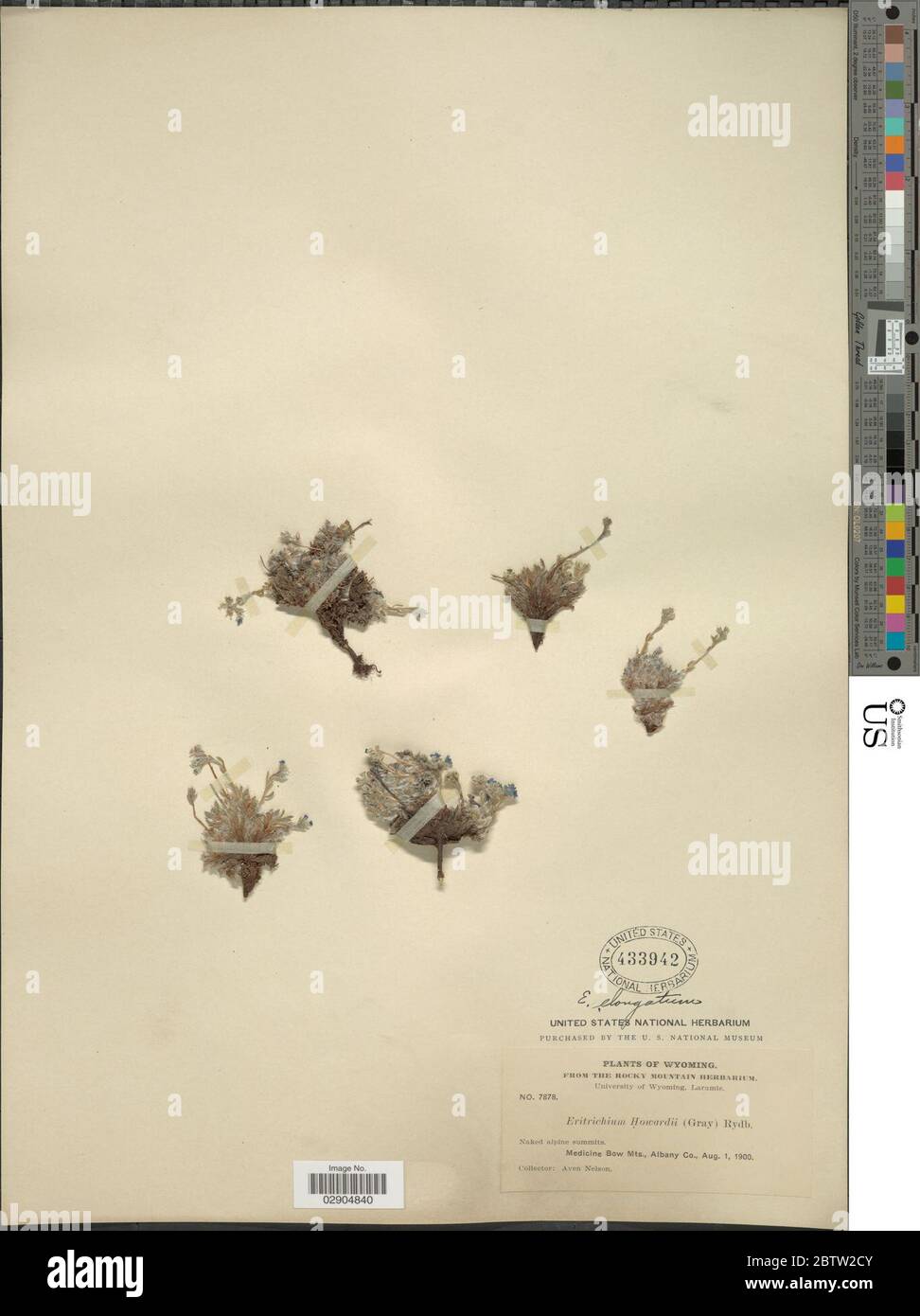 Eritrichium elongatum Rydb W Wight. Foto Stock