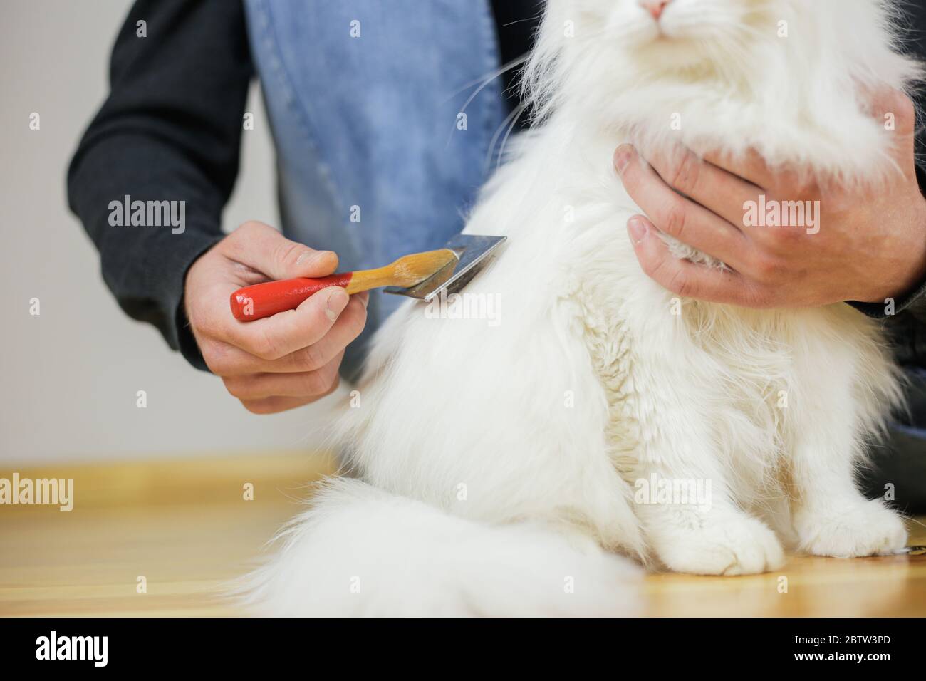 Pettinatura Cat. Capelli lunghi, acconciatura del gatto. Cura degli animali domestici Foto Stock