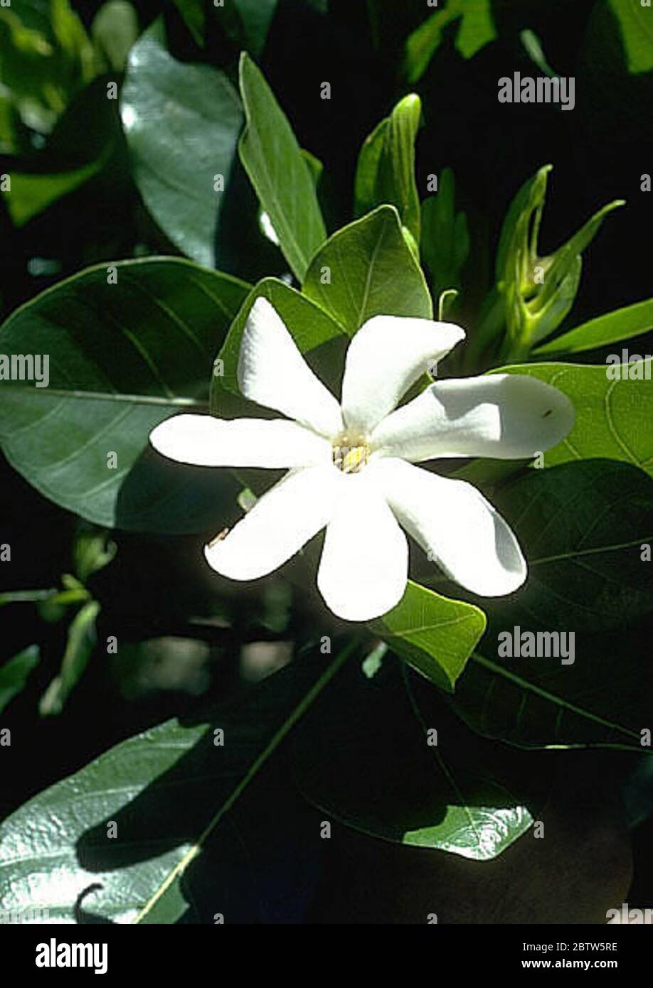 Gardenia taitensis DC. Foto Stock