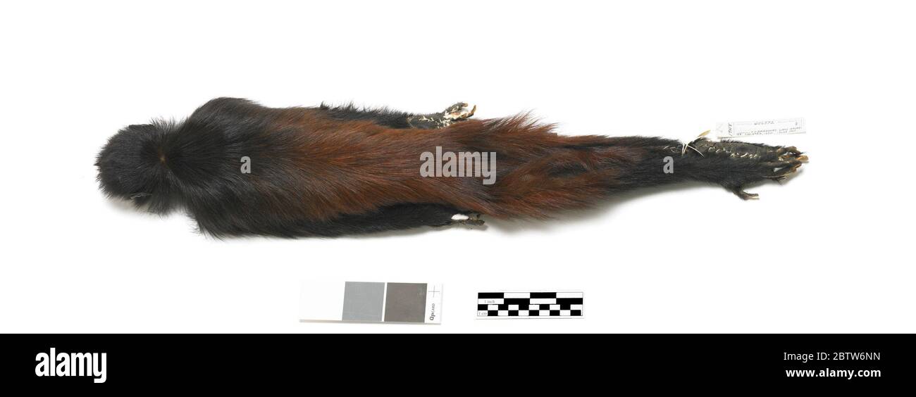 Cacao melanocephalus. 12 Mar 20201 Foto Stock