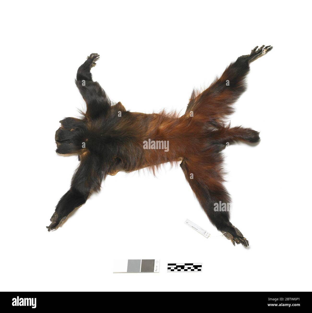 Cacao melanocephalus. 12 Mar 20201 Foto Stock