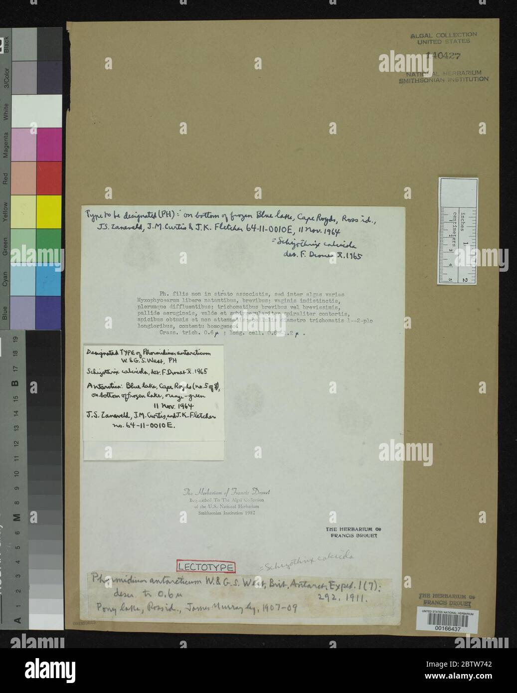 Phormidium antarcticum ovest GS ovest. Foto Stock